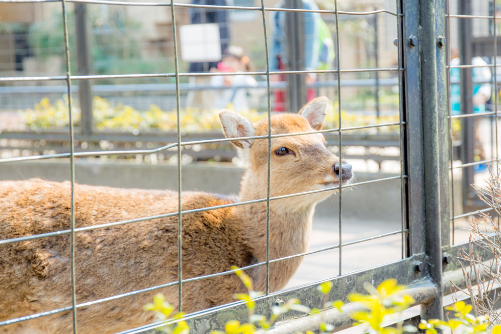 シカさん。