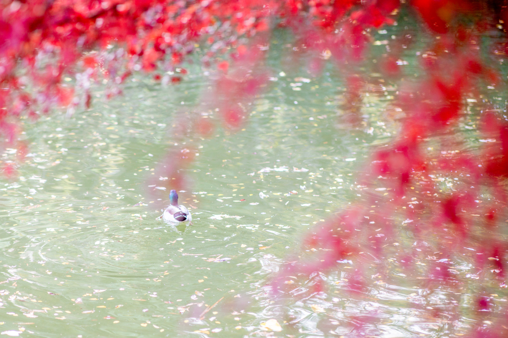 紅の帳の向こう。