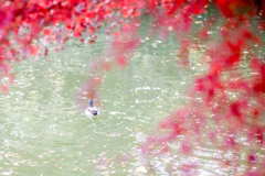 紅の帳の向こう。