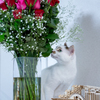 薔薇と猫。