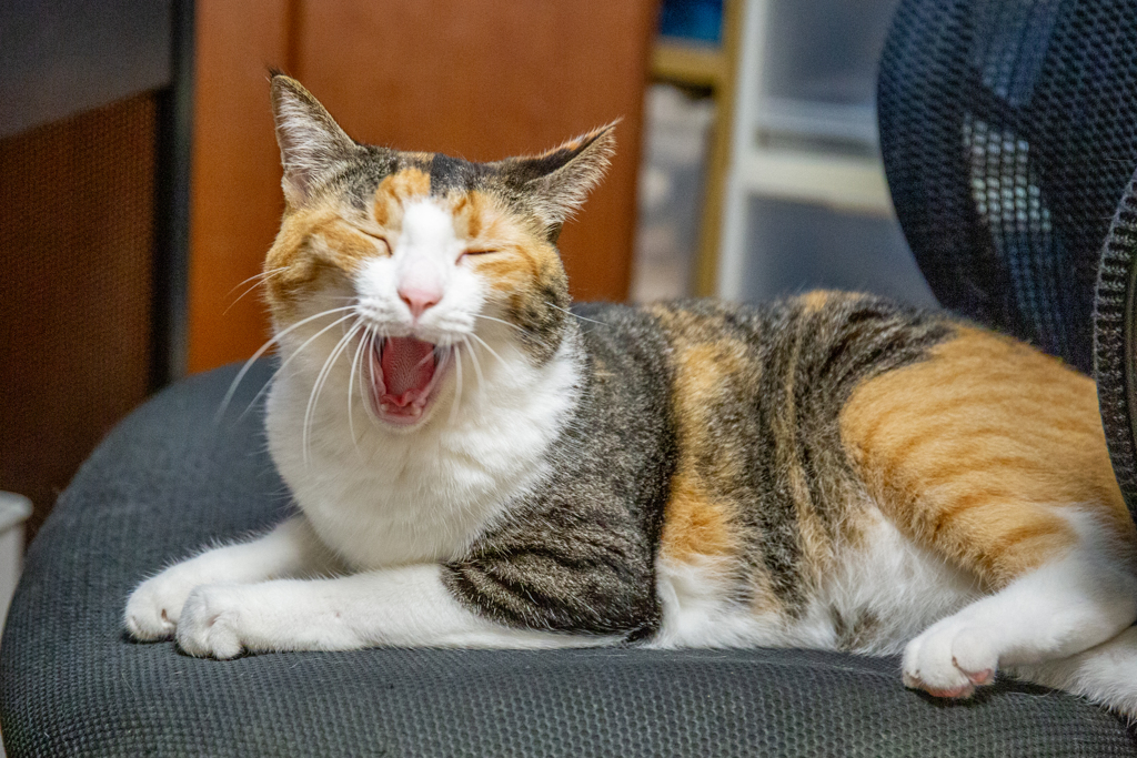 幸福の大あくび。