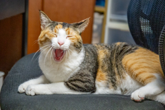 幸福の大あくび。