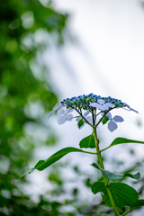 雨待ちの紫陽花。