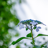 雨待ちの紫陽花。