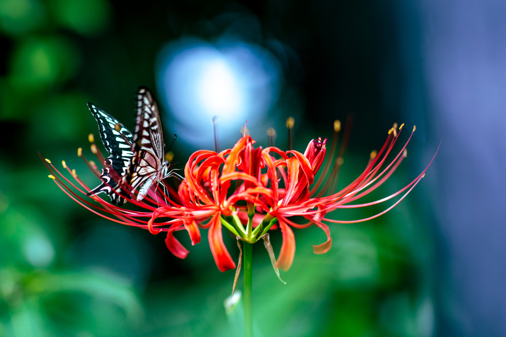 光へと舞い降りて。