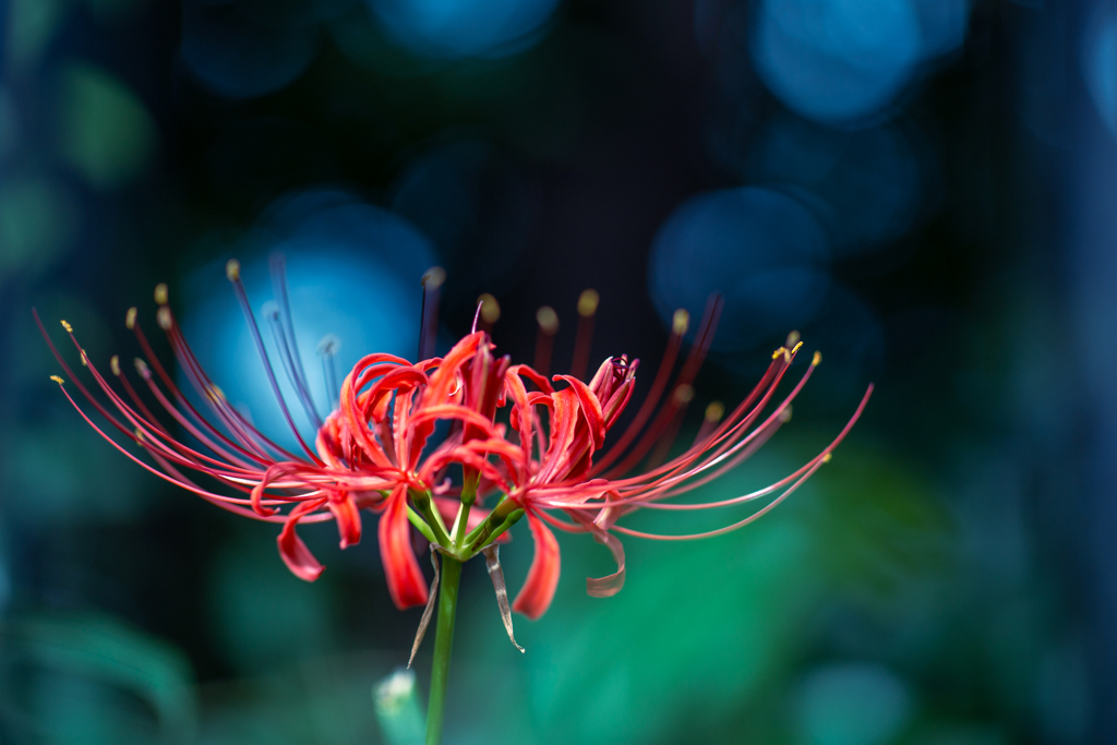 深緑に浮かぶ赤。