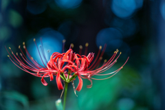 深緑に浮かぶ赤。