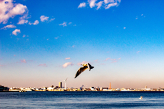 横浜港を飛ぶカモメ。