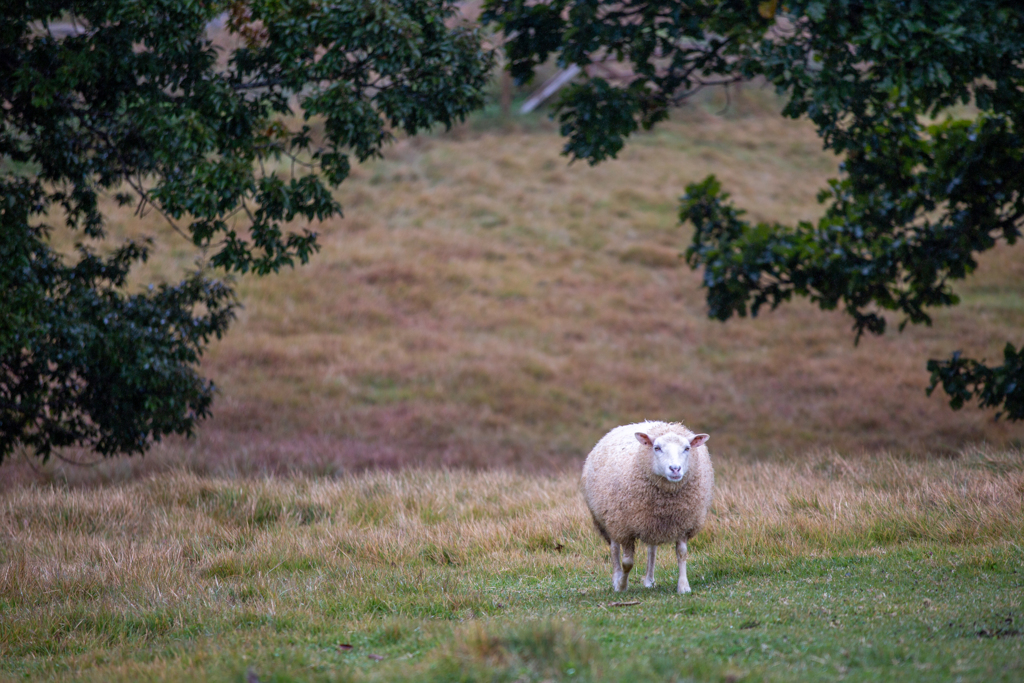 ひつじの自由時間。