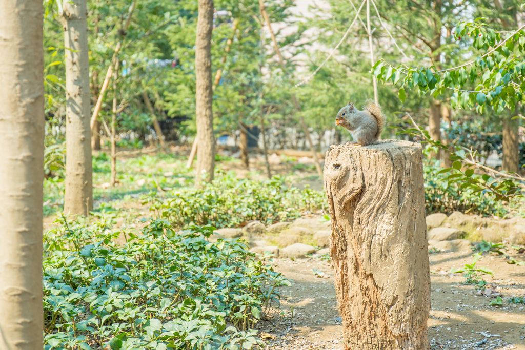 新緑とリス。