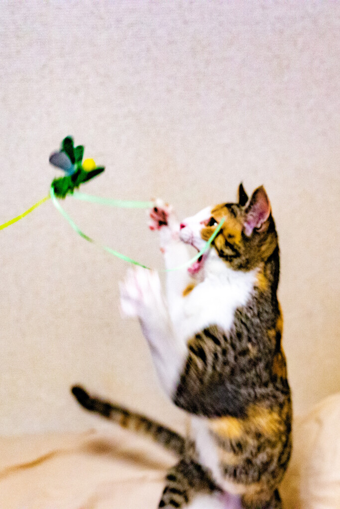 捕まえる。