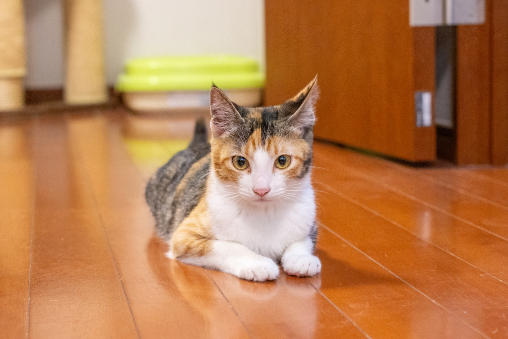 おすましさん。