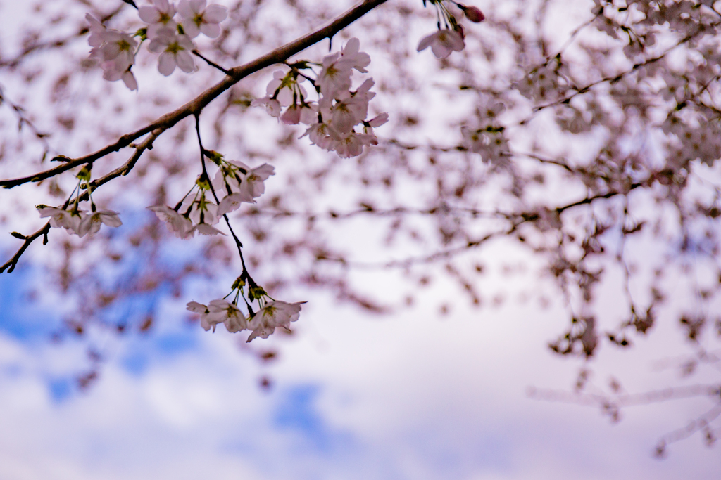 桜と青空。