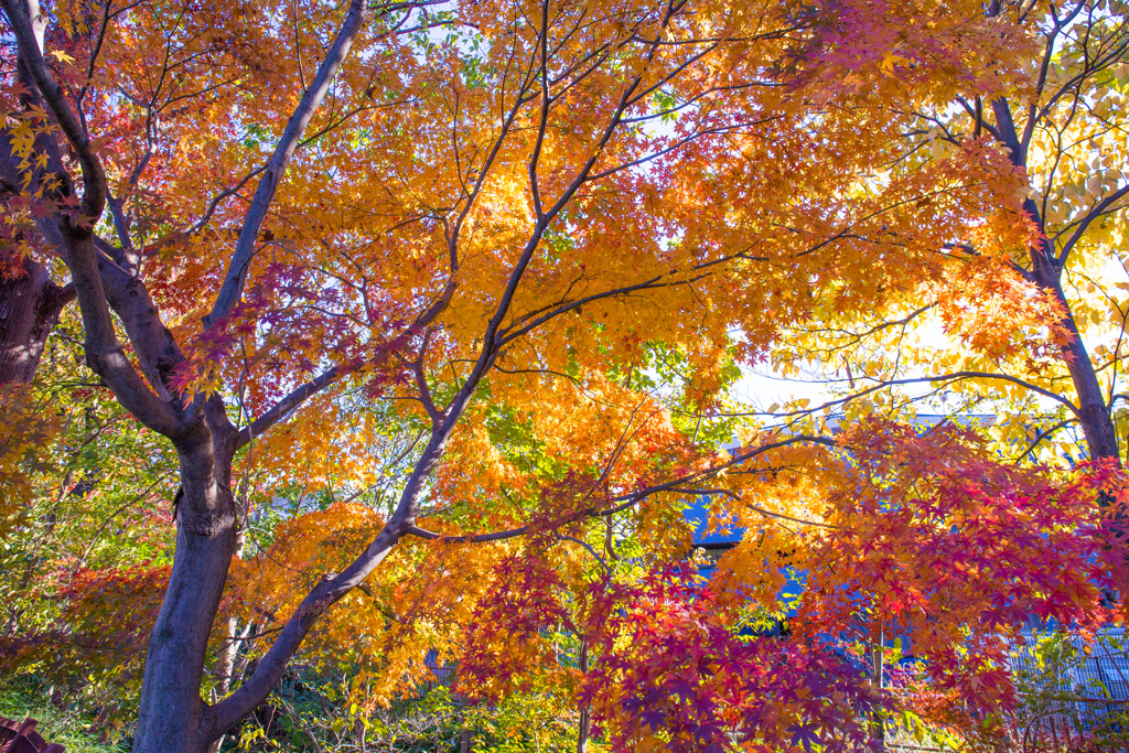 紅葉。