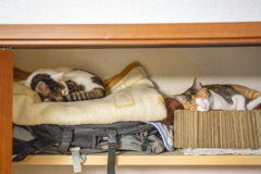 天袋の夢見基地。 天袋の夢見基地。