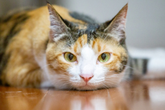 レンズの向こう側。