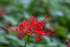 彼岸花の設計図。