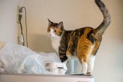 制覇のしっぽ。