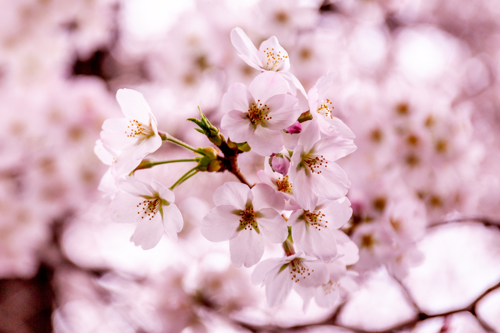 桜桜。