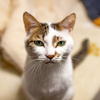 猫ちゃんは不満があります。