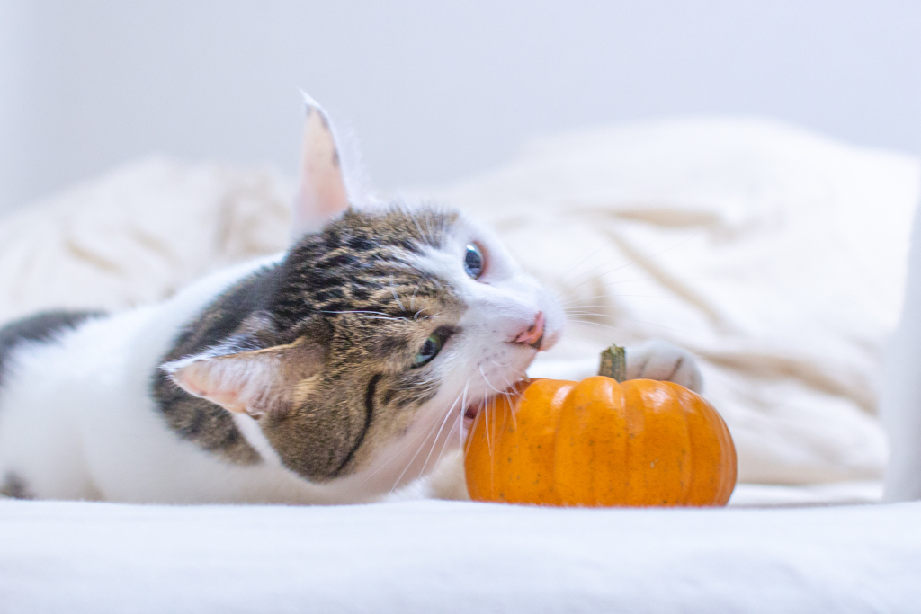 ハロウィンカボチャにガブリ。