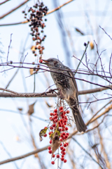 冬のごほうび、みーつけた。  説明文