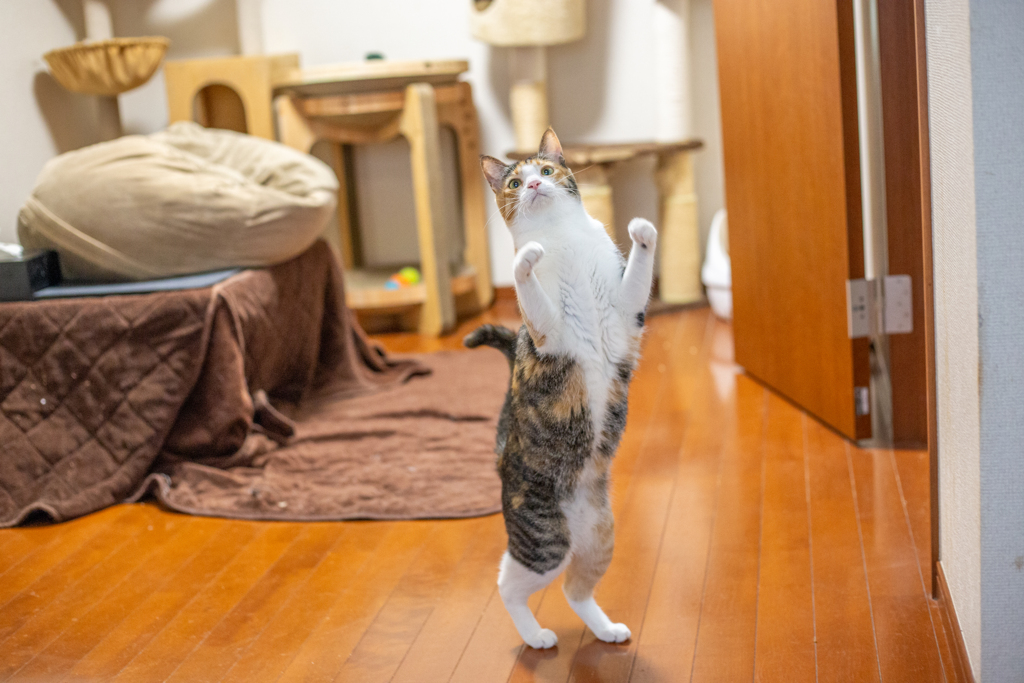 立ちにゃんこ。