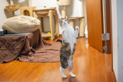 立ちにゃんこ。