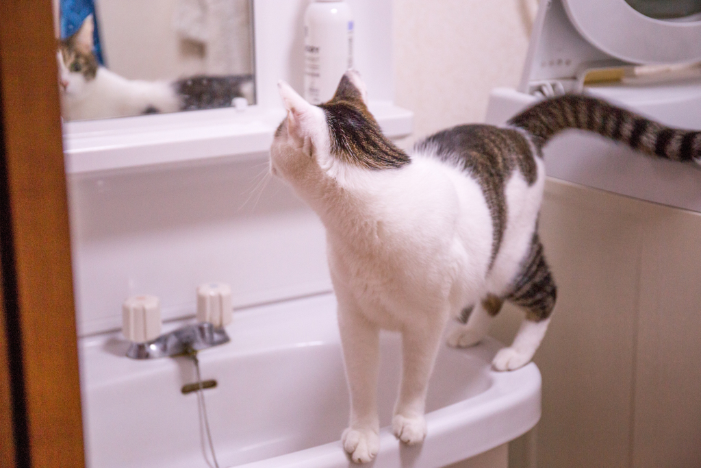 向こう側に知らない猫さんがいるかもな。