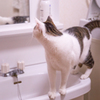 向こう側に知らない猫さんがいるかもな。