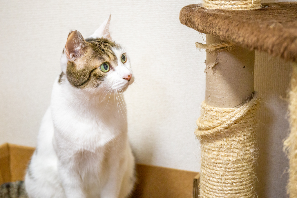 キラキラの猫とボロボロのキャットタワー。
