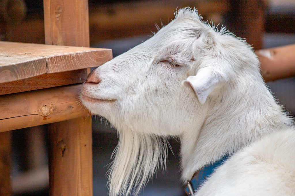 ごきげんヤギさん。