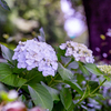 雨を欲しがる紫陽花。