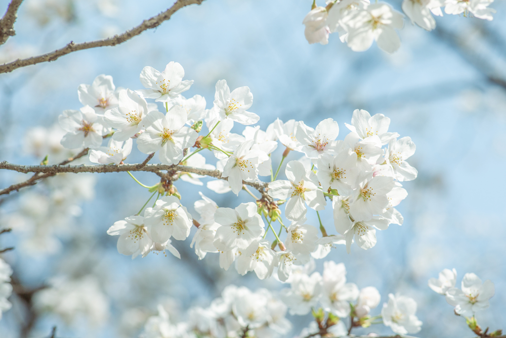 青空と満開の桜。