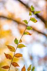 光をのぼる、秋の枝先。