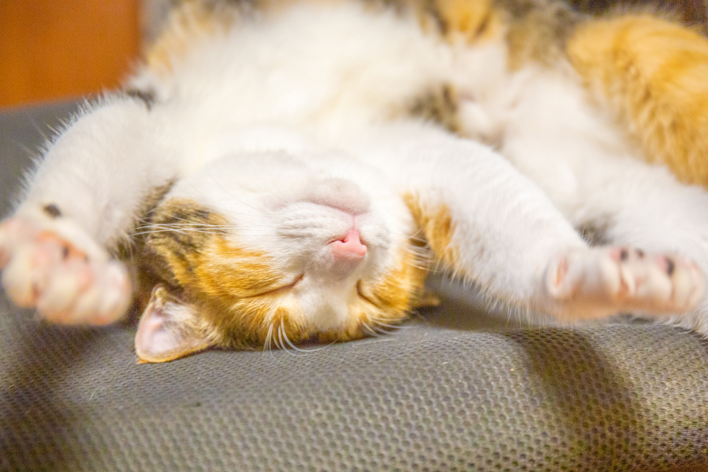 全面信頼モード。