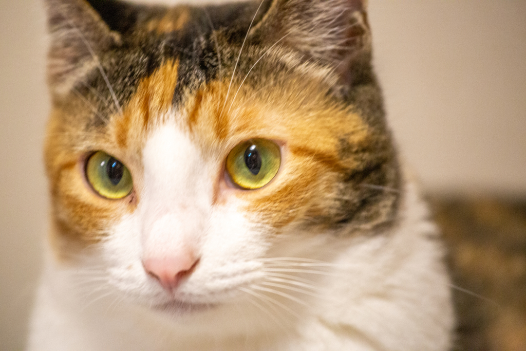 きらり、こはる。