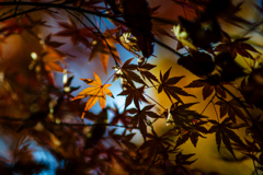 光を拾う一枚。