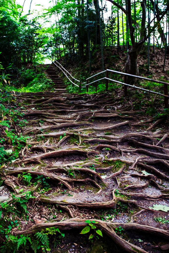 木々の階段。