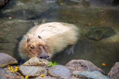 湯けむりの哲学者。