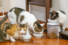 視線とごはん。