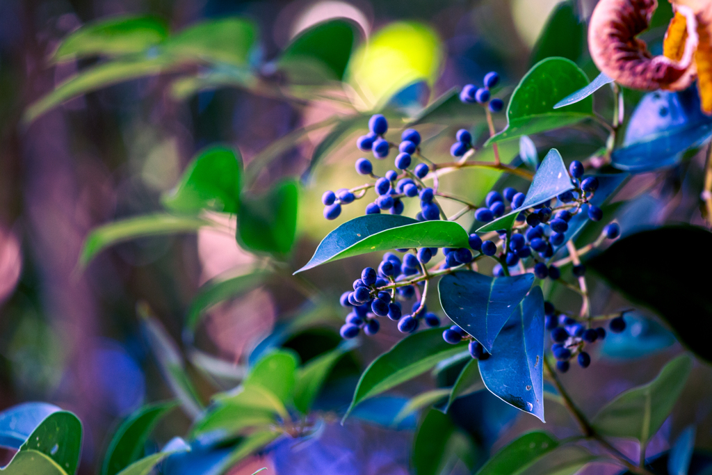 冬光る、黒の粒。