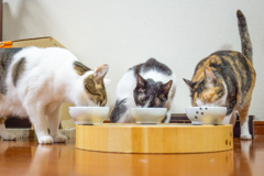 円卓の朝ごはん会議。