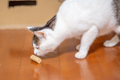 くんくん探検隊。