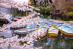 桜の休憩所。