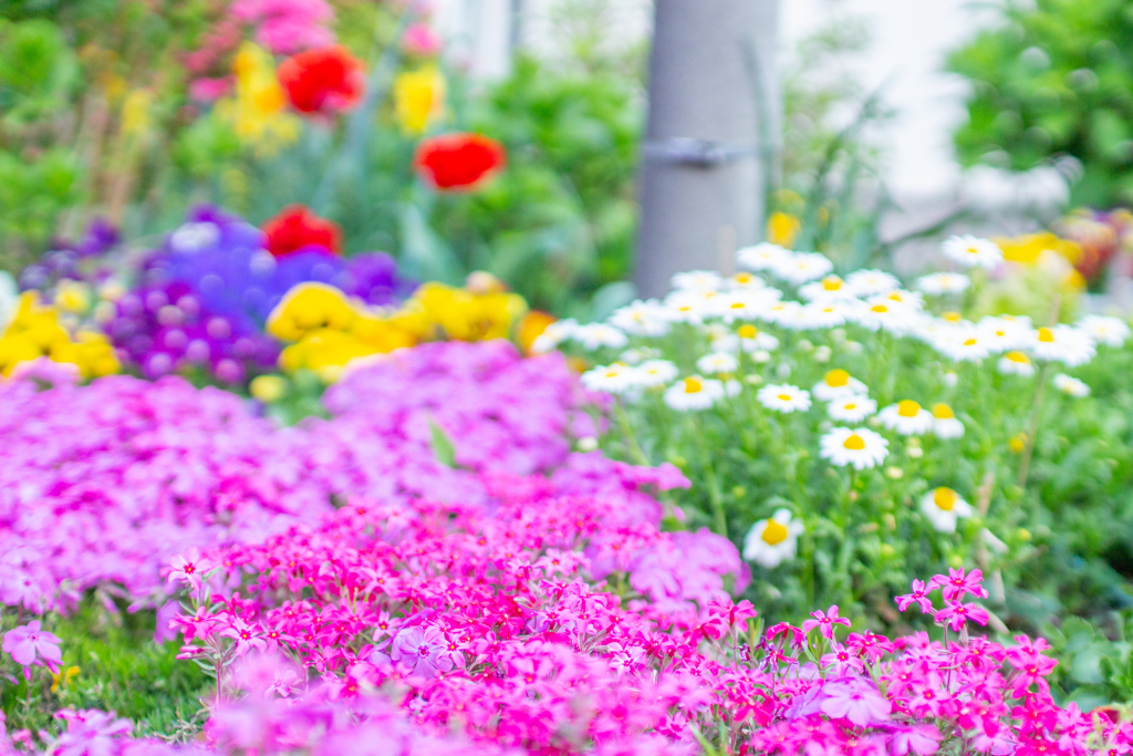 色とりどりの花壇。