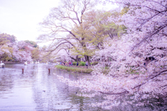 池に浮かぶ桜。