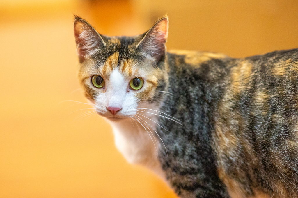 立派な猫。