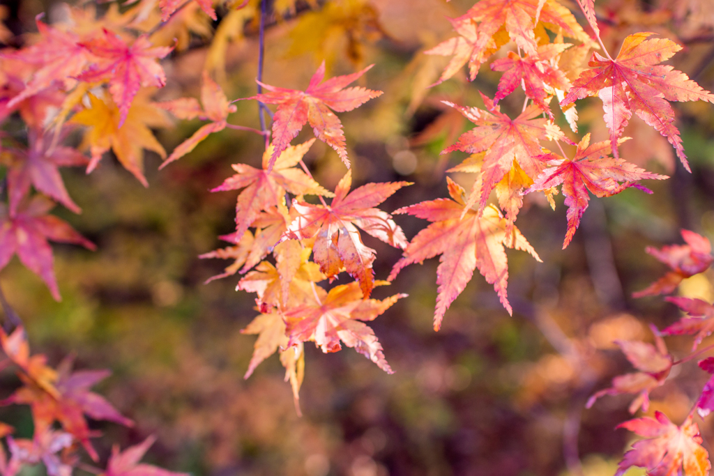 紅葉。