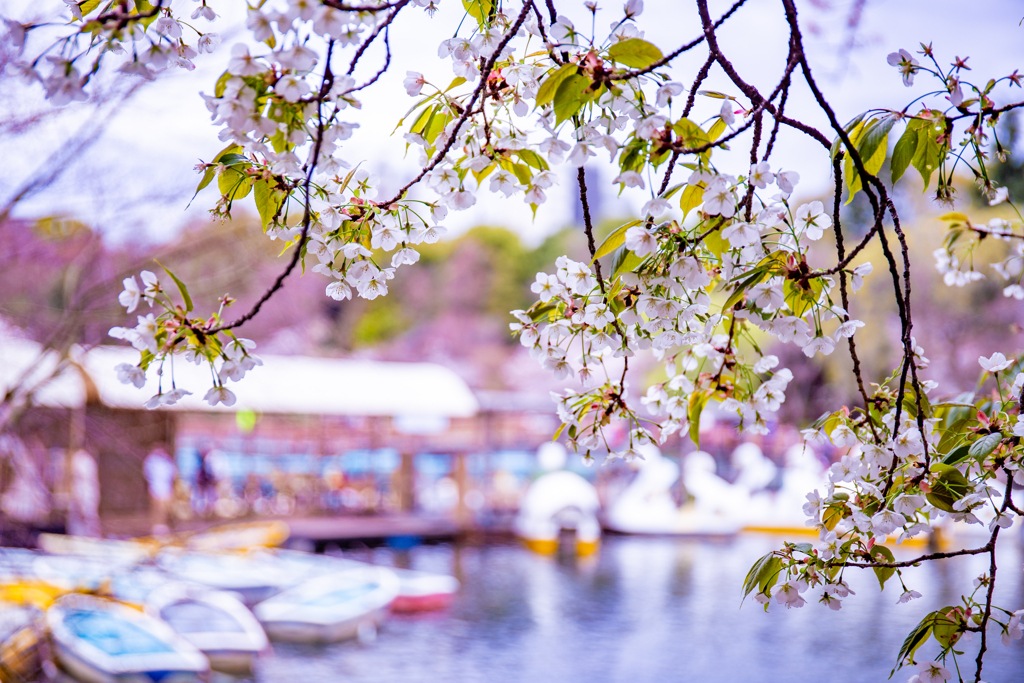 葉桜とボート乗り場の風景。